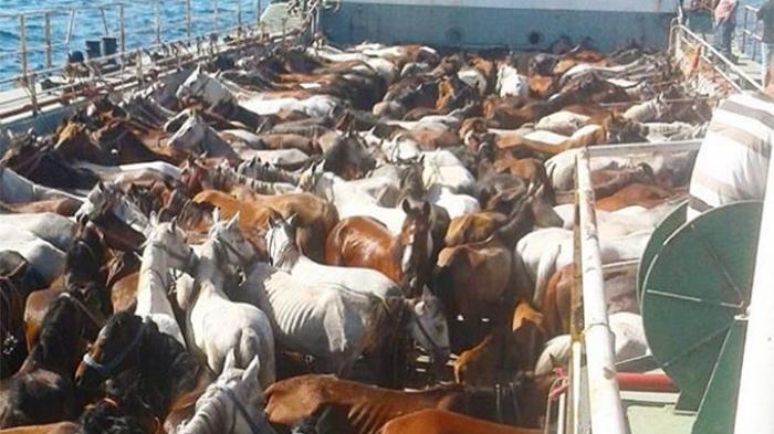 Fayton keyfi için atlara yapılan zulüm sürüyor! Sanatçılardan yetkililere çağrı…