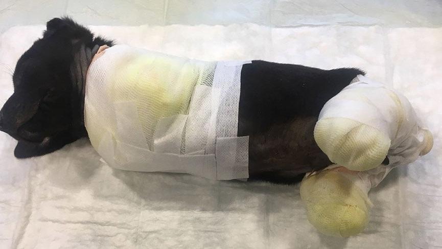 4 ayağı kesilen köpeği vatandaşlar kurtardı