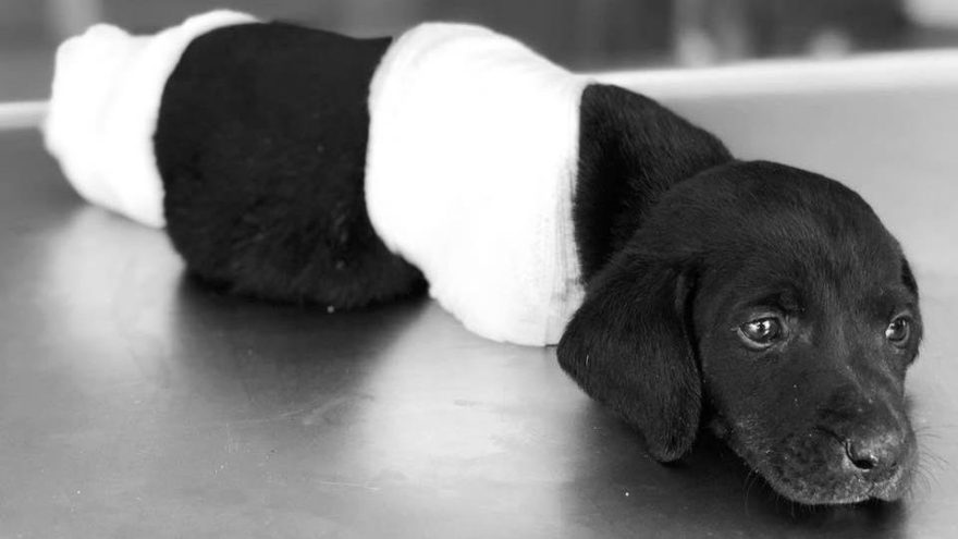 Türkiye’yi üzen yavru köpeğin ölümüyle ilgili soruşturmada flaş gelişme! Kasıt şüphesiyle tutuklandı…