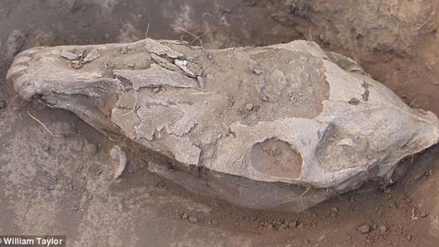 Moğolistan bozkırlarında, 3000 yıl önceye tarihlenen en eski at diş hekimliğinin kanıtları ortaya çıkarıldı