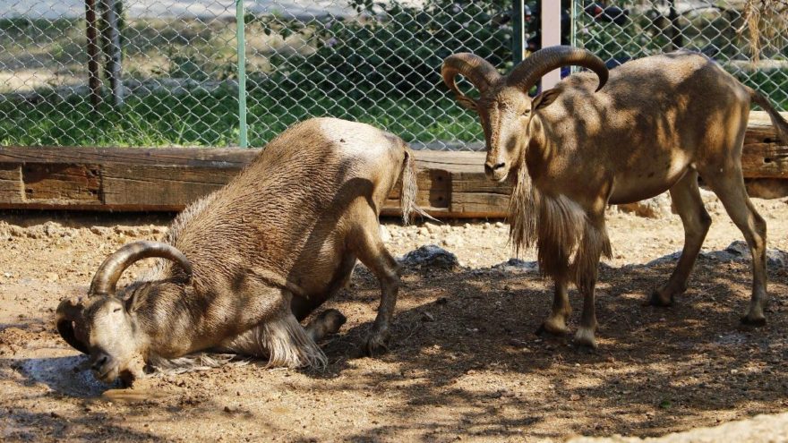 Hayvanlara ‘fıskiyeli’ serinlik