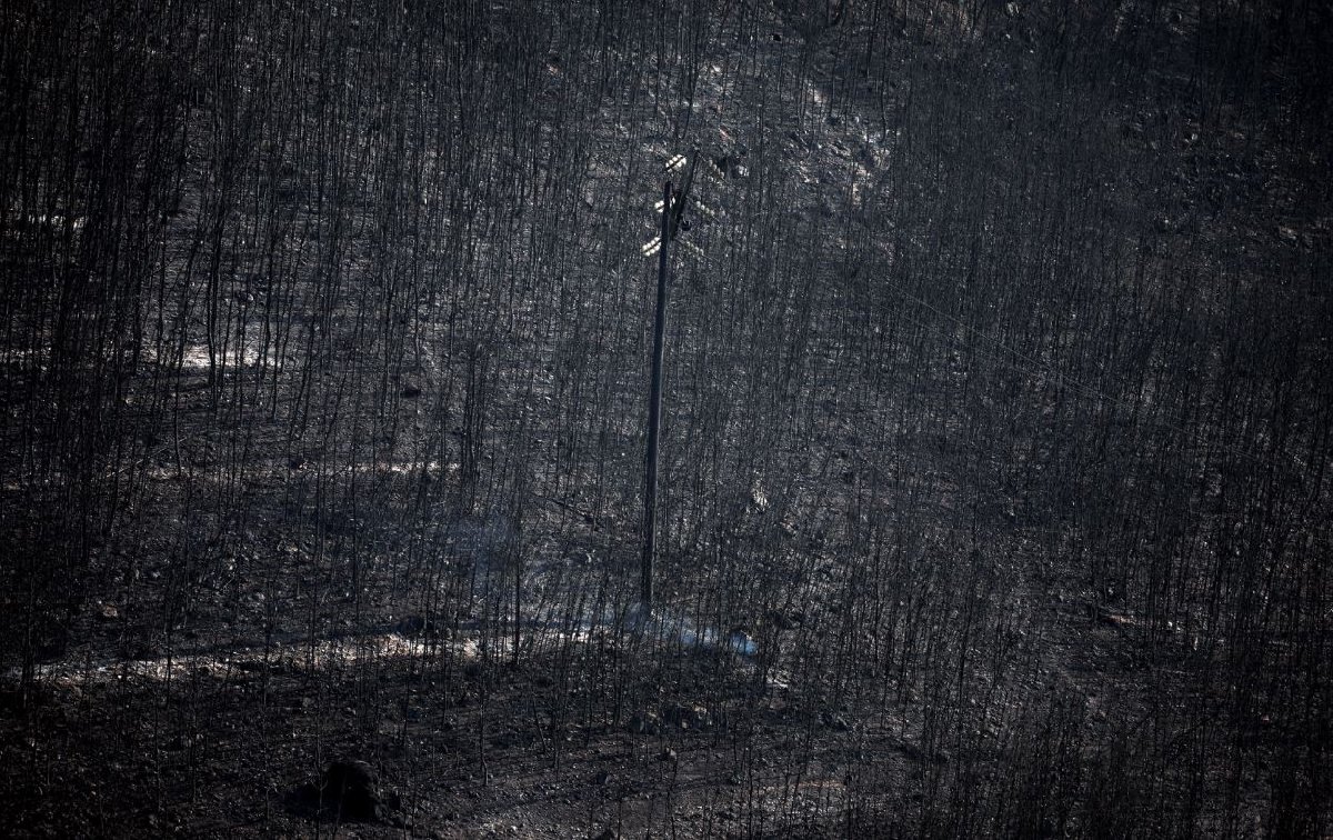   On the pictures served by Reuters, the end state of the wooded area has highlighted the heart. "Width =" 1200 "height =" 756 