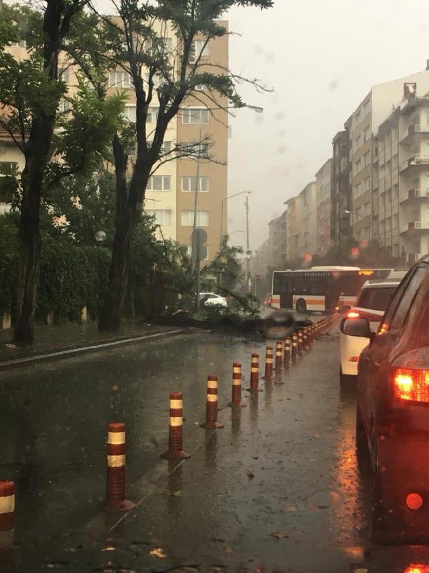 Fırtına hasebiyle ağaçlar devrildi. DHA