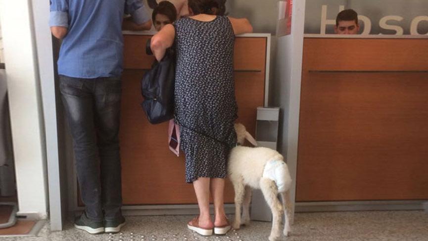 Bankaya kuzu ile geldi