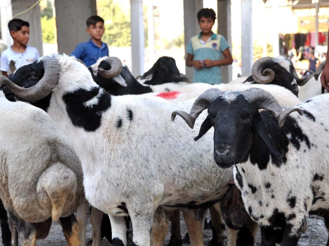 Kurban Vekaleti Nasıl Verilir?