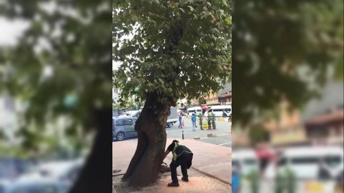 Rize’de 200 yıllık çınarı kestiler