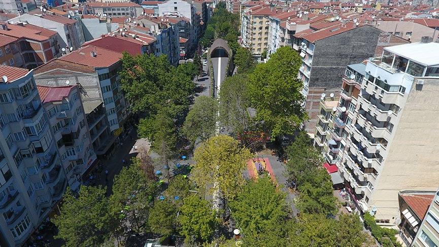 Bu ilçede ağaç kesmek yasak