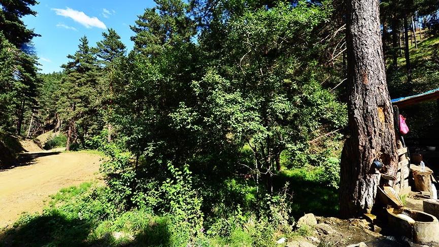 İç Anadolu Bölgesi’nin tek blok ormanı