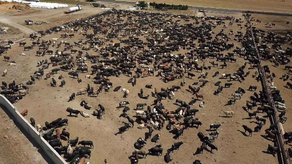 Şarbon hastalığı nedir Şarbon hastalığı nasıl bulaşır Şarbon hastalığı nedir Şarbon hastalığı nasıl bulaşır