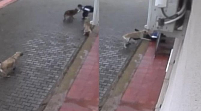 Başıboş köpekler ilkokul öğrencisine saldırdı