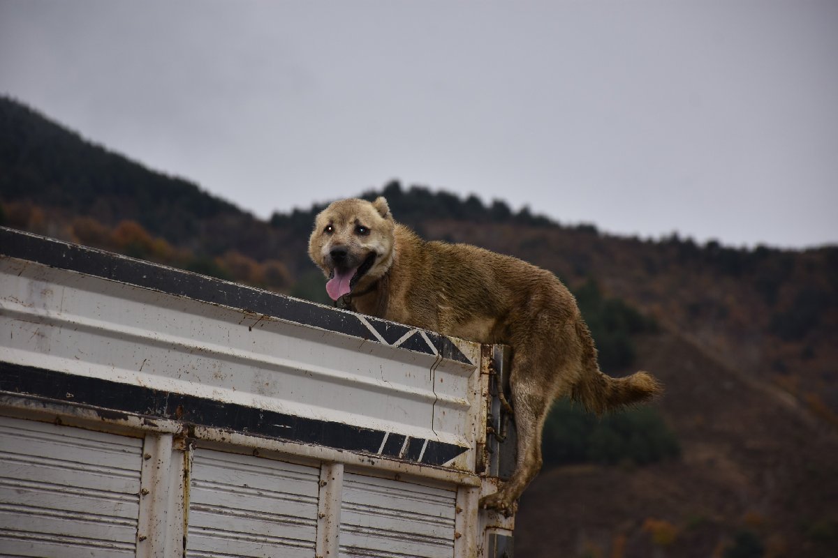 Posof Haberleri: Çoban köpeği boğulmaktan kurtuldu Posof Haberleri: Çoban köpeği boğulmaktan kurtuldu