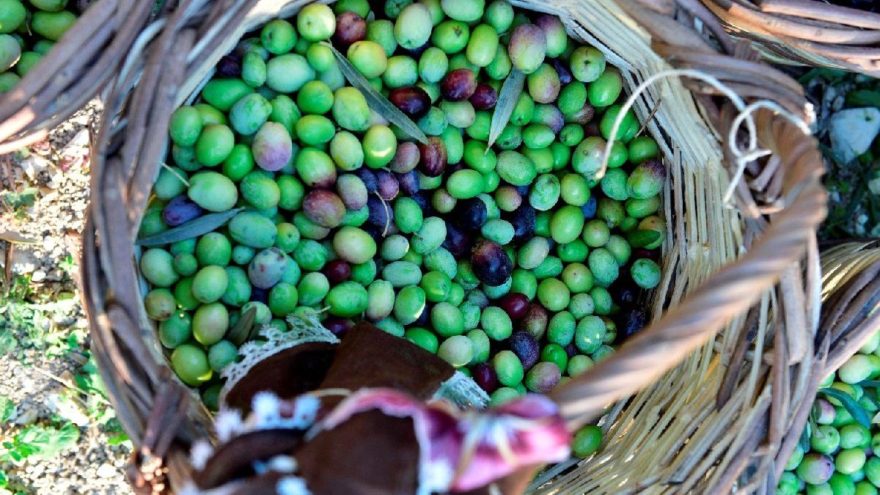 Ayvalık zeytin hasadı
