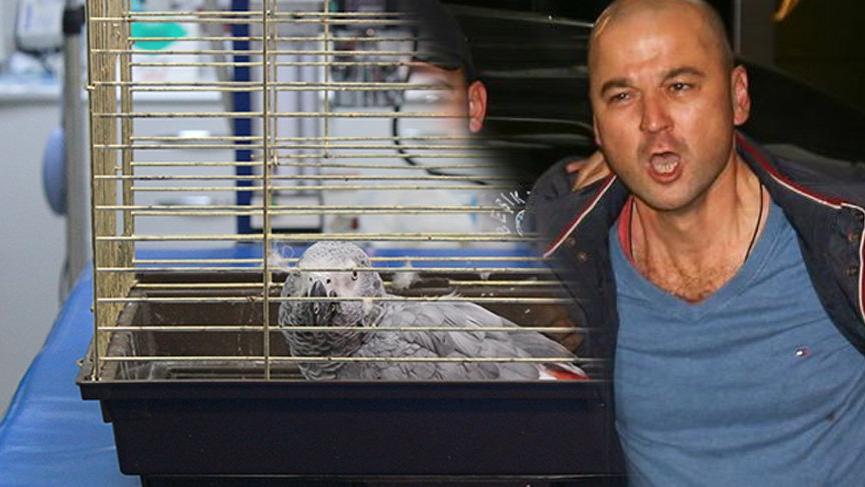 Murat Özdemir’in işkence ettiği papağan, yarın ameliyata alınacak
