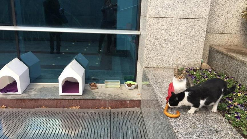 Kedi evleri Meclis’e geri döndü Son dakika haberleri