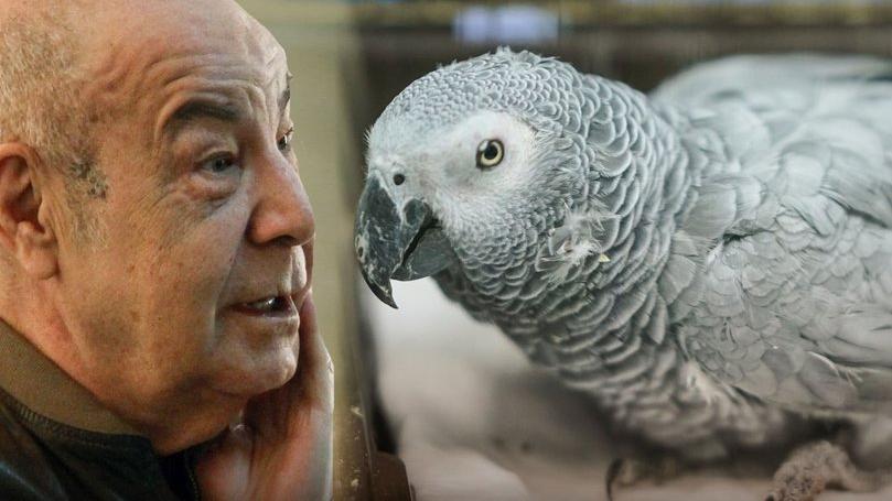 Mazhar Alanson: Adam papağan ezmiş, öldürmüş! Kaç gündür bu mesele…
