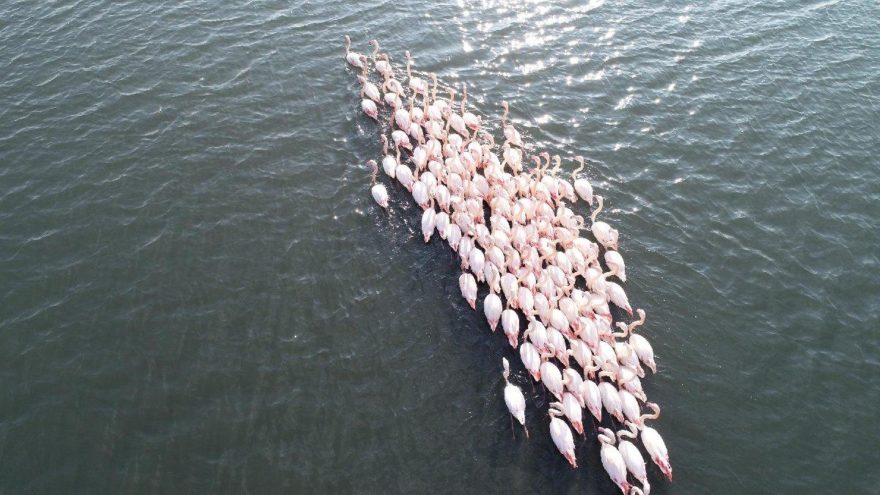 Flamingolar İzmir’i çok sevdi