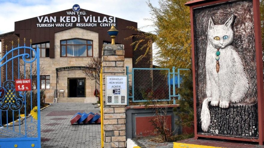 Dünyaca ünlü Van kedilerine özel bakım