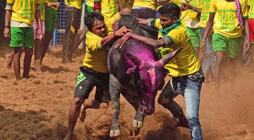Uzun süre yasaklandıktan sonra 2017 yılında halkın protesto gösterileri sonrasında tekrar izin verilen Jallikattu Festivali başladı.