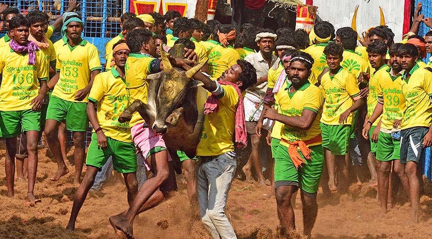 Hindistan'ın Tamil Nadu eyaletinde düzenlenen festival, alana salınan boğaların sadece eller kullanarak yakalanması ve sakinleştirilmesini esas alıyor.