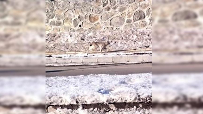 Nesli tükenmek üzere olan vaşak Ardahan’da görüntülendi