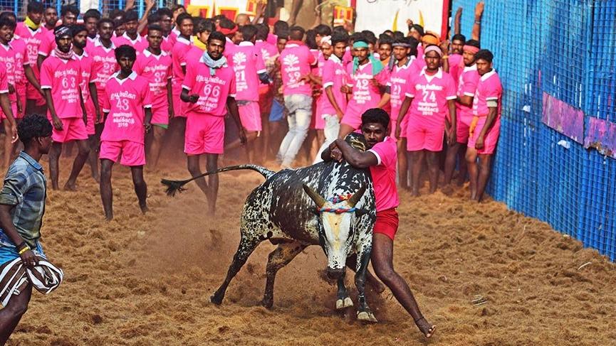 Tartışmalara yol açan boğa festivali: Jallikatu