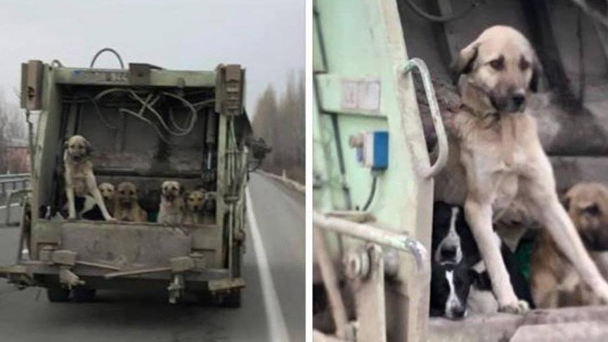 Iğdır’da köpeklerin çöp kamyonuyla taşınmasına inceleme