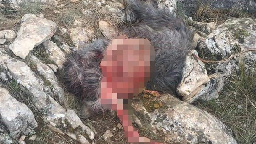 ‘Başıboş köpekler keçi sürüsüne saldırdı’ iddiası!