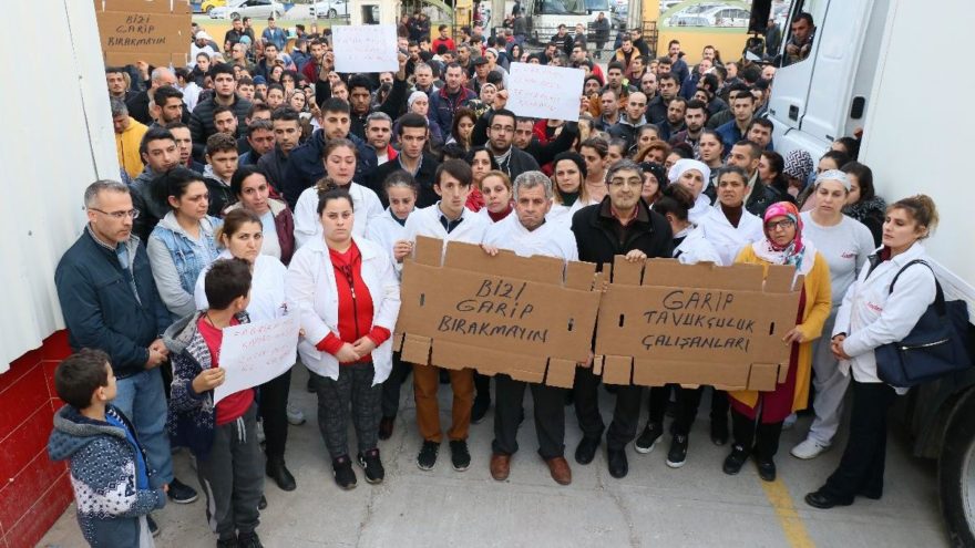 Bölgenin ihracat şampiyonu tavuk firması konkordato ilan etti