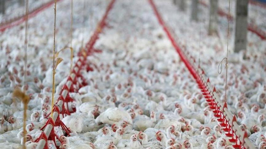 Balıkesir’de Şeker Piliç’in sahipleri gözaltında