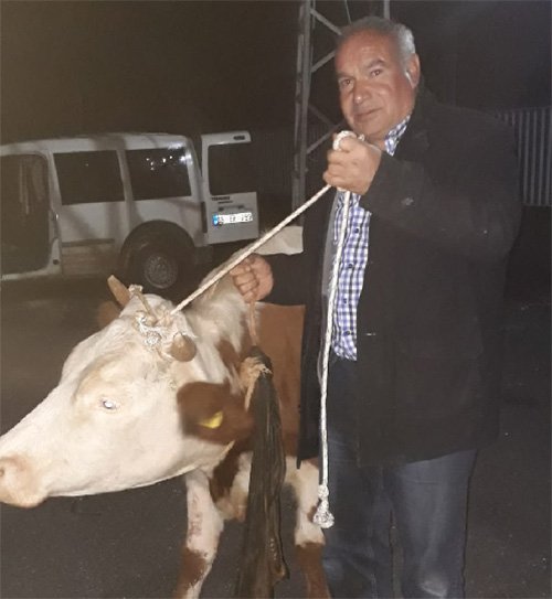 Hırsızlardan kurtarılan inek çalındığından bile haberi olmayan sahibine teslim edildi. Foto: DHA
