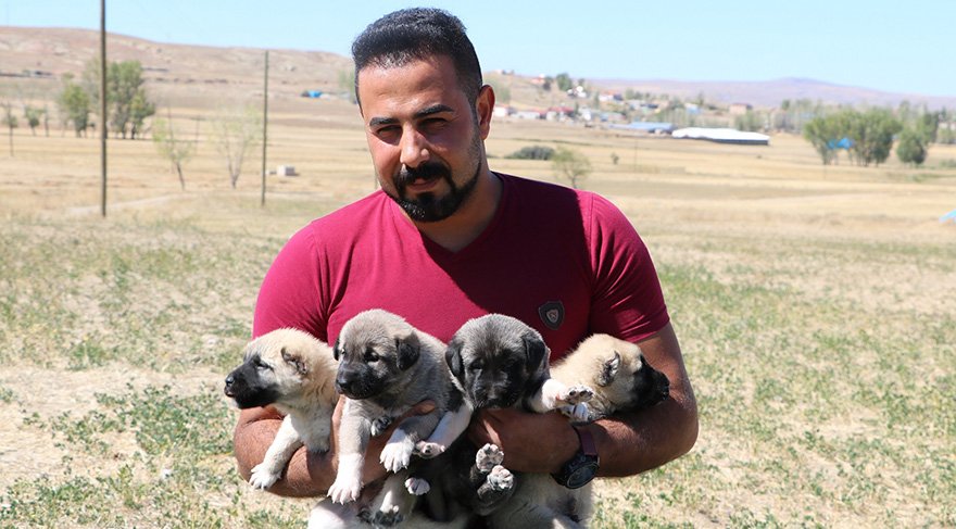 Kangalların hormon yetersizliği nedeniyle yavrularını yediği tespit edildi. Foto: İHA