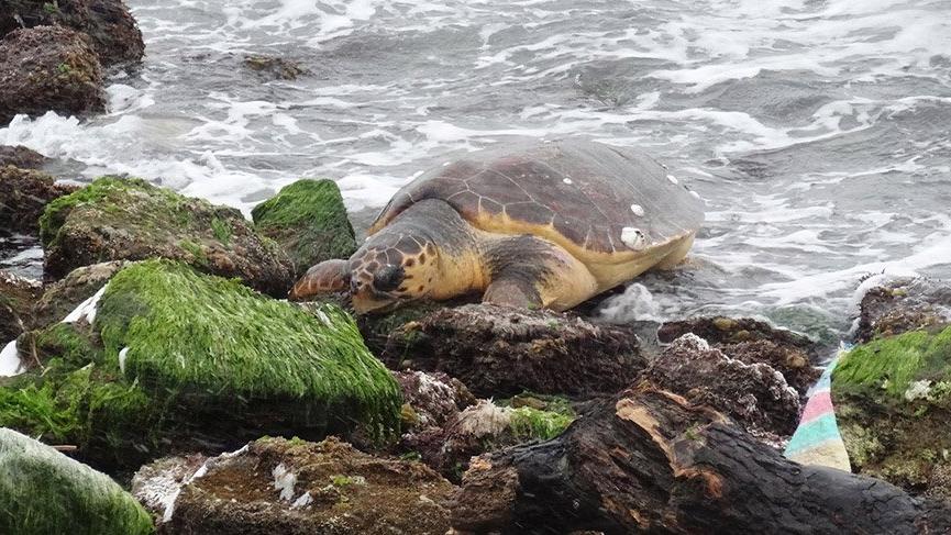 Çanakkale’de sahilde bulunan caretta caretta koruma altına alındı