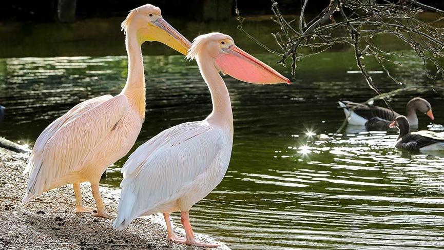 Bu park 355 yıldır pelikanlara ev sahipliği yapıyor