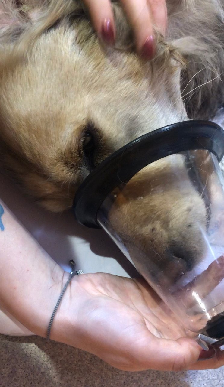 Dumandan etkilenen köpek ambulansla hayata döndü Son dakika haberleri