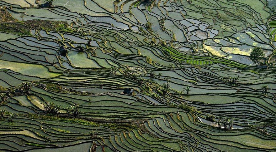 Çin'in Yunnan eyaletinin Yuanyang bölgesinde bulunan Honghe Hani'deki çeltik tarlaları, UNESCO Kültürel Miras Listesi'nde yer alıyor.
