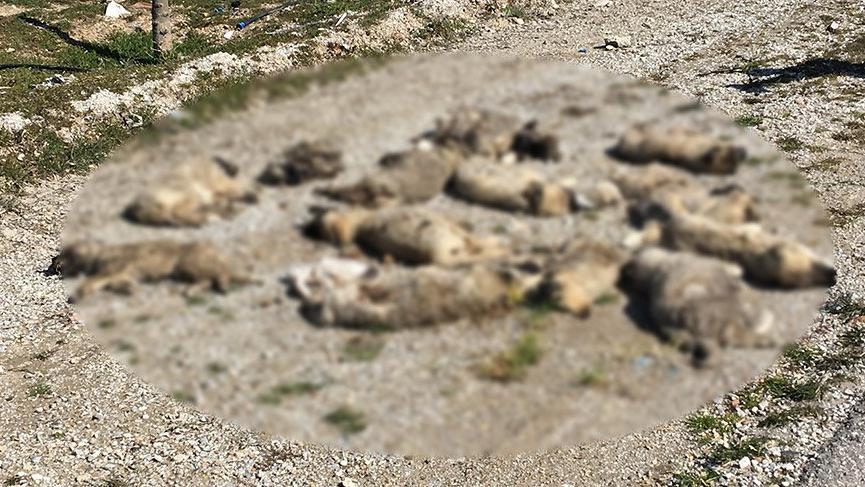 Vahşet! Yol kenarında 13 köpek ölüsü bulundu