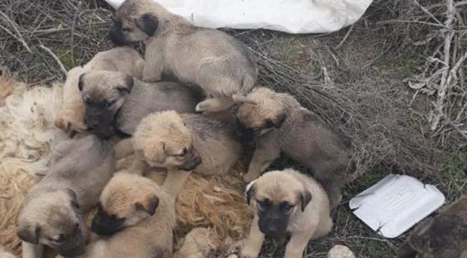 Bu nasıl vicdansızlık 9 yavruyu ölüme terk etti Bu nasıl vicdansızlık 9 yavruyu ölüme terk etti