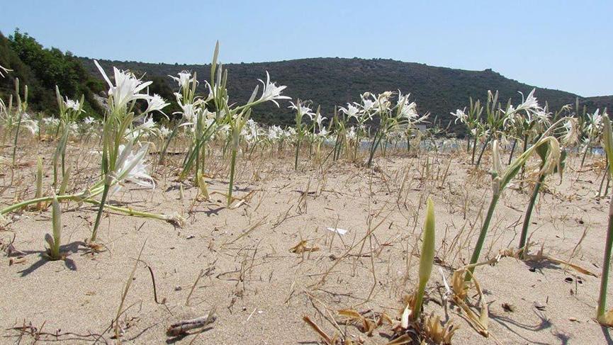 Pamucak sahilinde kum zambakları azalıyor
