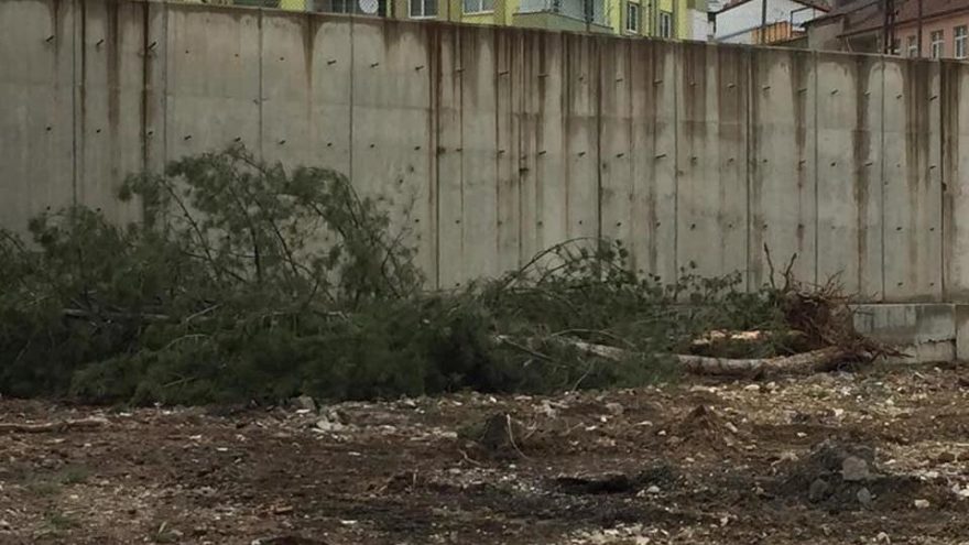 50 yıllık ağaçların kesilmesi büyük tepki topladı!