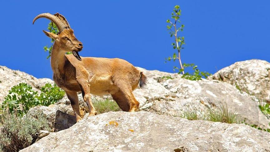 Muğla genelinde 3 bin 43 yaban keçisi yaşıyor