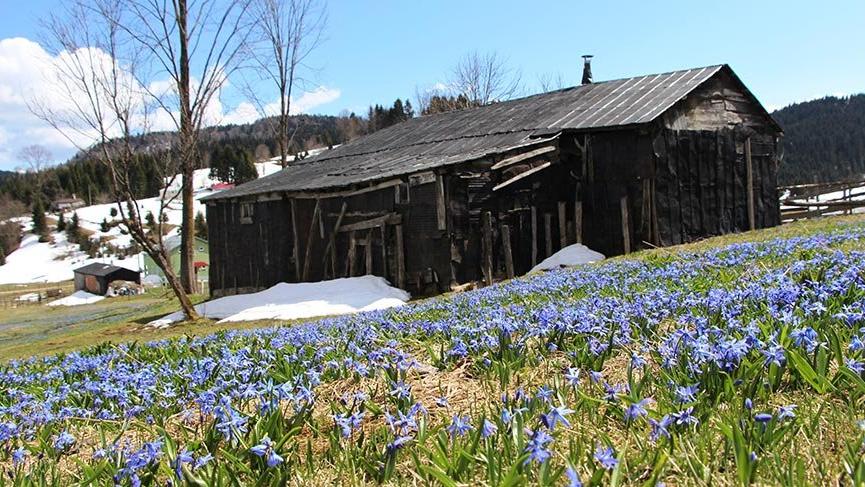 Mor Yayla’nın Mavi Yıldız çiçekleri