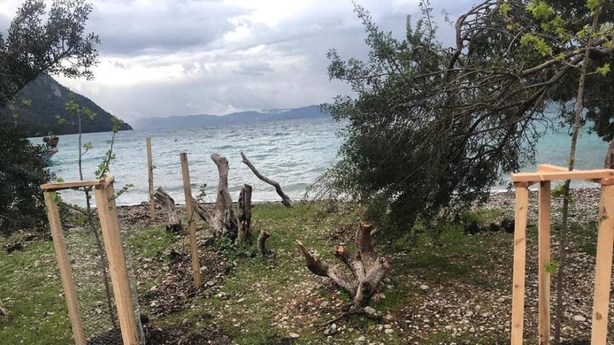 Muğla’da ağaç kesenler tutuklandı, oraya 100 ağaç dikildi