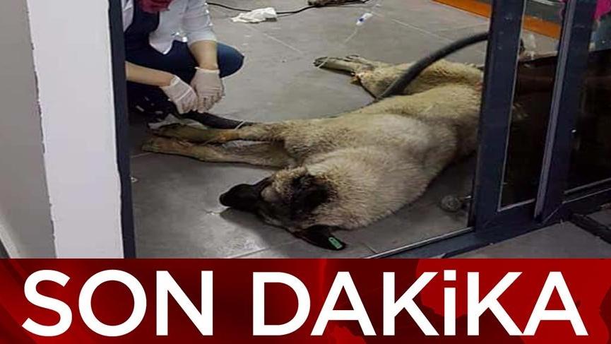 Serbest bırakılan köpek katillerine savcılık itiraz etti
