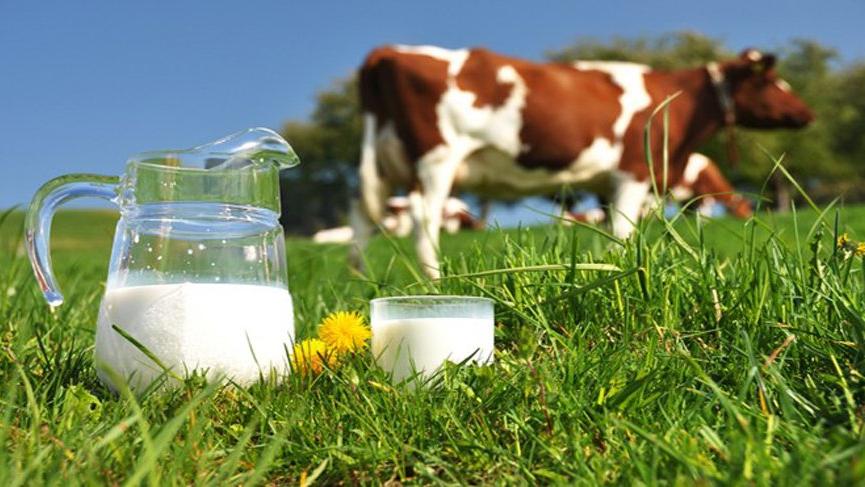 Toplanan inek sütü miktarı şubatta azaldı