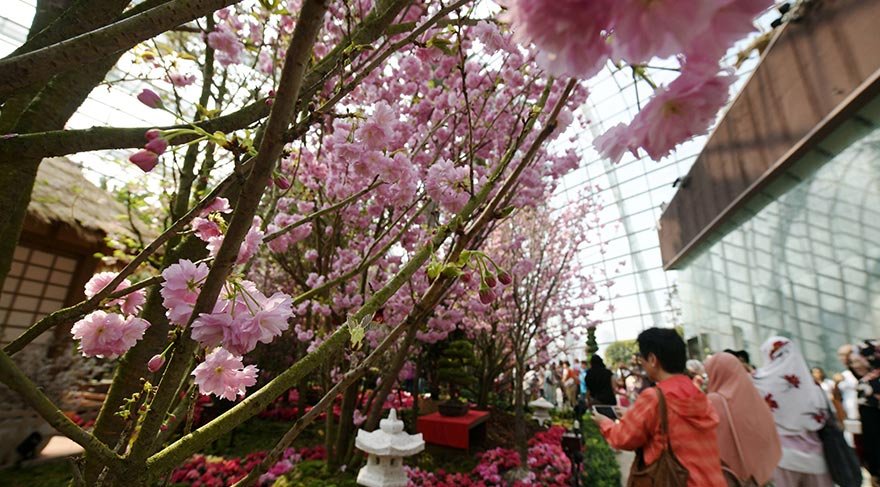 Bu bahçedeki soğutulmuş alanlar “Cloud Forest” ve “Flower Dome” tropik bitkilerden dağ bitkilerine kadar zengin bir çeşitlilik bulunmakta.