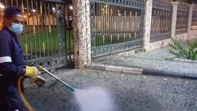 Medine’yi çekirgeler bastı