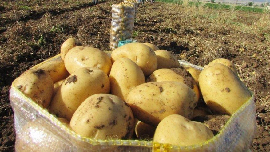 Patateste sıfır gümrük vergisinin süresi uzatıldı