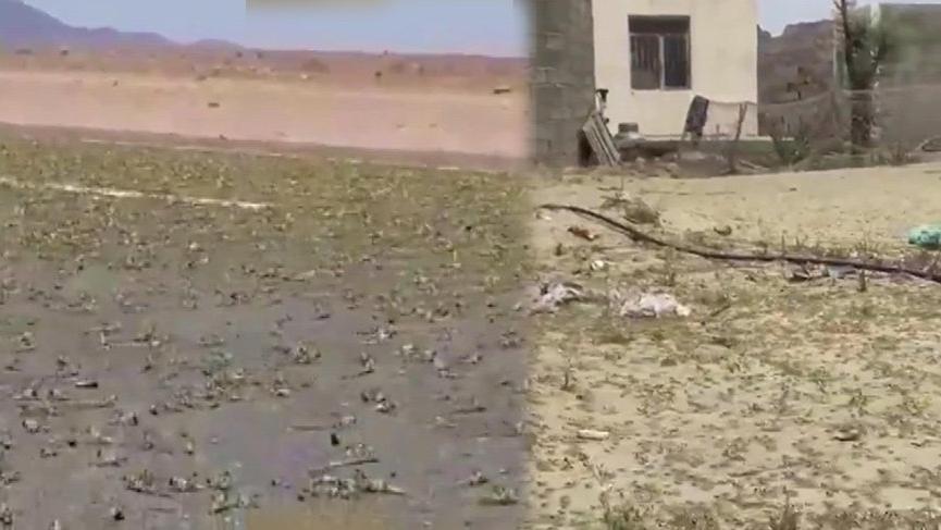 Ülkeyi istila ettiler! Son 40 yılın en büyüğü…