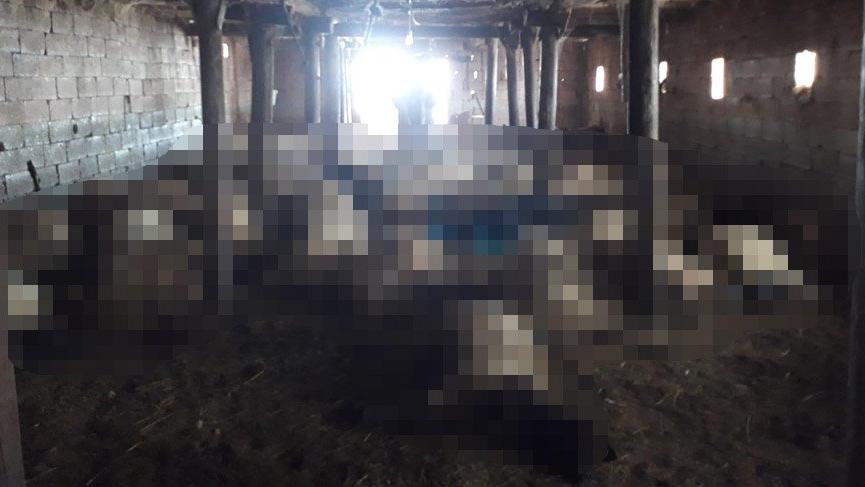 Hakkari’de kurtlar 110 koyunu telef etti