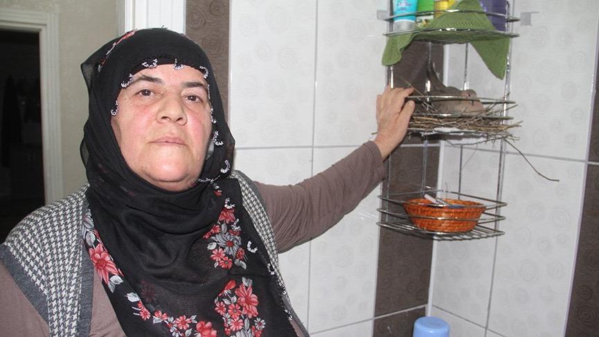 Ailenin ferdi oldu 3 yıldır yavrularını burada büyütüyor